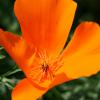 california golden poppy