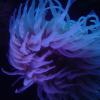 glowing sea anemone